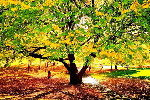 Hobart Half-Day Sightseeing Coach Tram Tour - Find Attractions 3