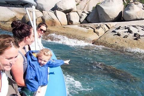 Seal Island Boat Tour From Victor Harbor - Find Attractions 4