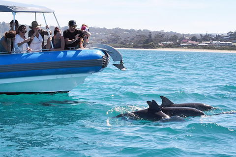 Seal Island Boat Tour From Victor Harbor - Find Attractions 5
