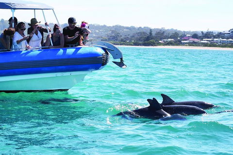 Southern Ocean Adventure From Victor Harbor - Find Attractions 2