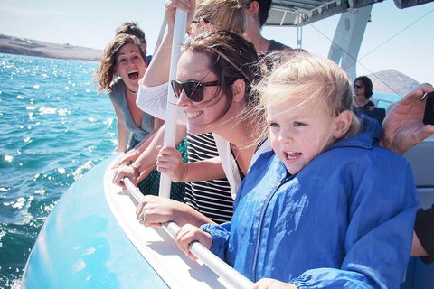 Southern Ocean Adventure From Victor Harbor - Find Attractions 4