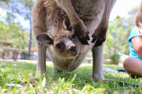 Luxury Hunter Valley Wildlife, Wine & Vodka Tasting Tour From Sydney - Find Attractions 3