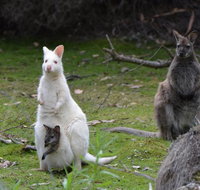 Full-Day Guided Bruny Island Tour from Hobart - Find Attractions
