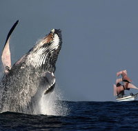 Sydney Harbour Tall Ship Whale  Sail - Whale Watching Cruise - Find Attractions