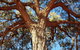 Mount Conner 4WD Small Group Tour From Ayers Rock Including Dinner - thumb 3