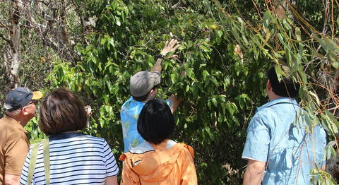 Magnetic Island Tour: Maggie Comprehensive - Find Attractions 4