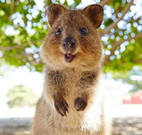 Discover Rottnest with Ferry  Bus Tour from Perth or Fremantle - Find Attractions