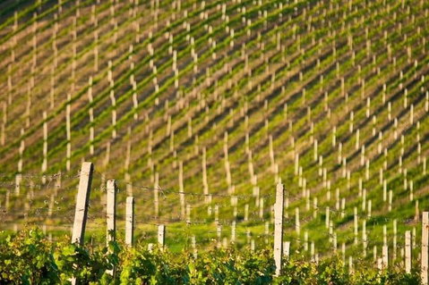 Melbourne Super Saver: Great Ocean Road + Mornington Peninsula + Attraction Pass - Find Attractions 1