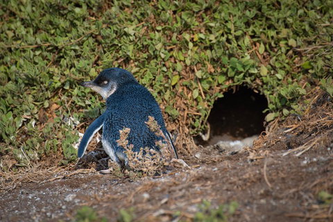 Small-Group Phillip Island Penguin Parade Day Tour From Melbourne - Find Attractions 1