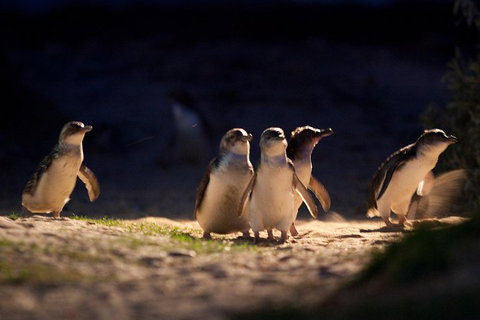 Small-Group Phillip Island Penguin Parade Day Tour From Melbourne - Find Attractions 5