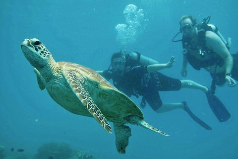 Ocean Freedom Great Barrier Reef Personal Luxury Snorkel & Dive Cruise, Cairns - Find Attractions 4