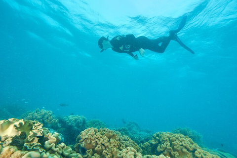 Ocean Freedom Great Barrier Reef Personal Luxury Snorkel & Dive Cruise, Cairns - Find Attractions 5