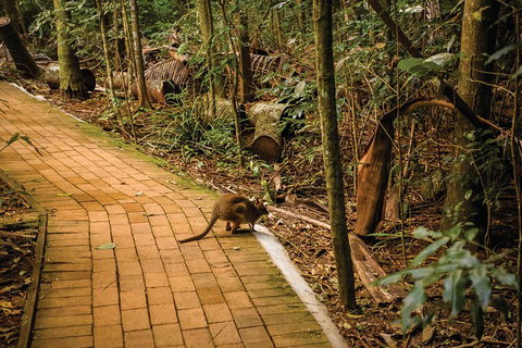 Full Day Sunshine Coast Hinterland Luxury Small Group Tour From Brisbane - Find Attractions 3