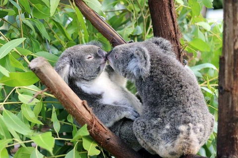 Classic Kuranda By Skyrail And Scenic Railway Including Rainforestation, Koala And Wildlife Park And Pamagirri Aboriginal Experi - Find Attractions 3