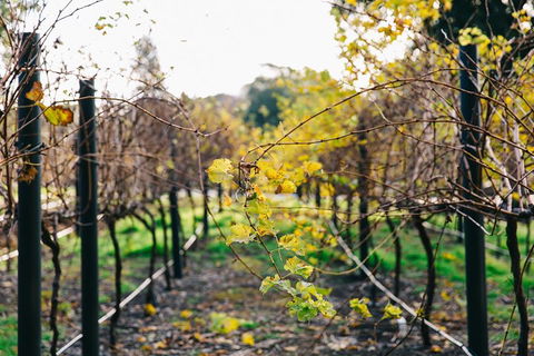 Australian Wine Discovery Tour Ticket - Find Attractions 4