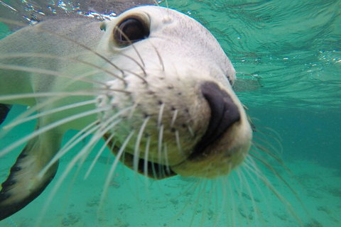 6-Day Eyre Peninsula & Flinders Ranges Adventure Tour - Find Attractions 2