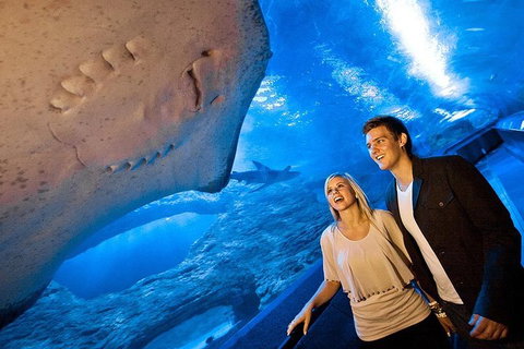 Dive With Sharks At AQWA - Find Attractions 0