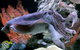 Dive With Sharks At AQWA - thumb 1