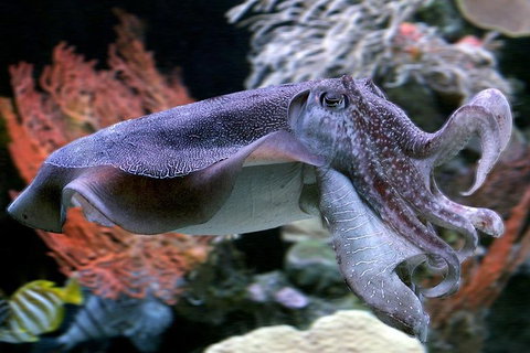 Dive With Sharks At AQWA - Find Attractions 1
