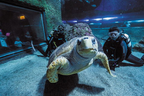 Dive With Sharks At AQWA - Find Attractions 2