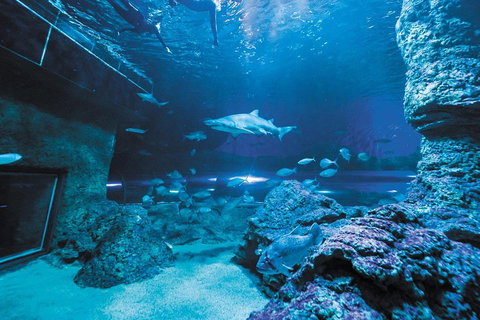 Dive With Sharks At AQWA - Find Attractions 3