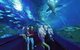 Dive With Sharks At AQWA - thumb 5