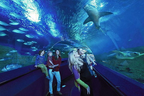 Dive With Sharks At AQWA - Find Attractions 5