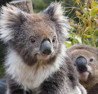Kuranda Koala Gardens and Birdworld Admission Tickets - Find Attractions