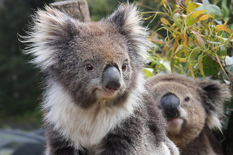 Kuranda Koala Gardens And Birdworld Admission Tickets - Find Attractions 0