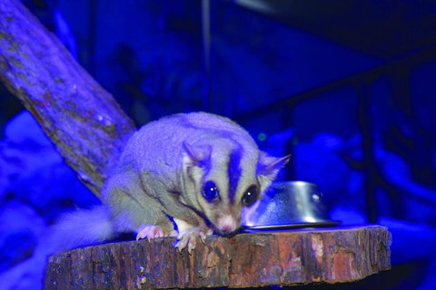 Kuranda Koala Gardens And Birdworld Admission Tickets - Find Attractions 1