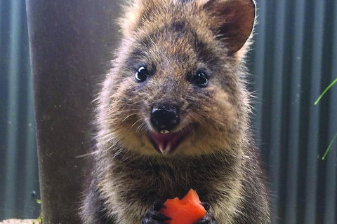 Kuranda Koala Gardens And Birdworld Admission Tickets - Find Attractions 2