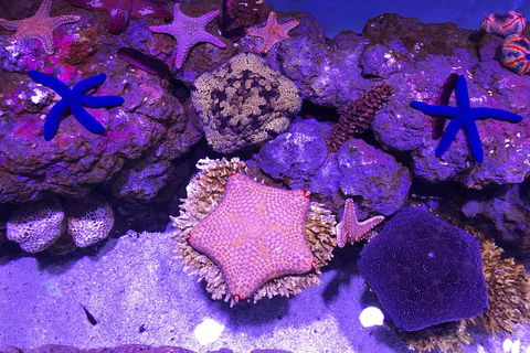 Cairns Aquarium Admission Ticket - Find Attractions 5