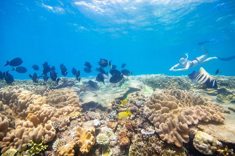 Outer Reef Pontoon Experience From Cairns - Find Attractions 4