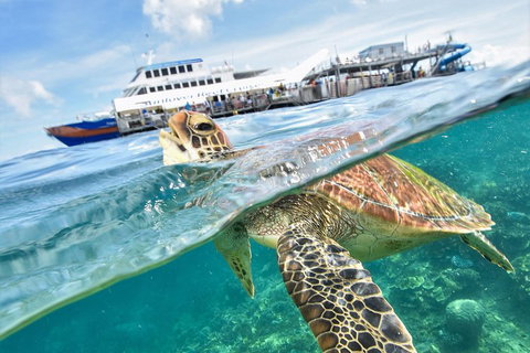 Outer Reef Pontoon Experience From Cairns - Find Attractions 5
