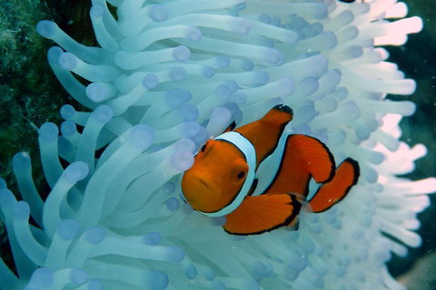 Seastar Luxury Outer Great Barrier Reef Island And Reef Tour From Cairns - Find Attractions 0
