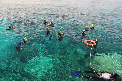 Seastar Luxury Outer Great Barrier Reef Island And Reef Tour From Cairns - Find Attractions 2
