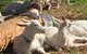 Mornington Peninsula Winery Tours With Cheese, Chocolate Tastings From Melbourne - thumb 0