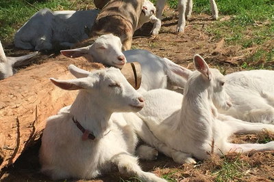 Mornington Peninsula Winery Tours with Cheese Chocolate Tastings from Melbourne