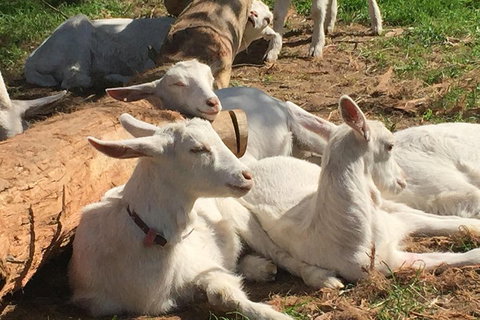 Mornington Peninsula Winery Tours With Cheese, Chocolate Tastings From Melbourne - Find Attractions 0