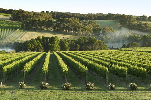 Mornington Peninsula Winery Tours With Cheese, Chocolate Tastings From Melbourne - Find Attractions 4