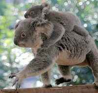 Lone Pine Koala Sanctuary Admission with Brisbane River Cruise - Find Attractions