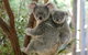Lone Pine Koala Sanctuary Admission With Brisbane River Cruise - thumb 3