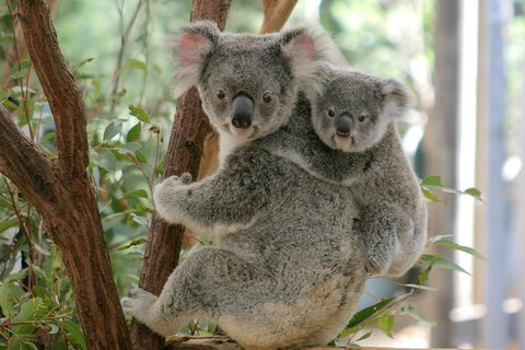 Lone Pine Koala Sanctuary Admission With Brisbane River Cruise - Find Attractions 3