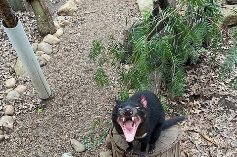 Featherdale Wildlife Park General Admission - Find Attractions 1