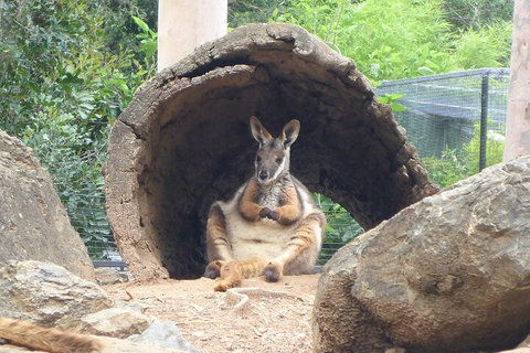 Featherdale Wildlife Park General Admission - Find Attractions 2