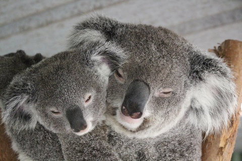 Featherdale Wildlife Park General Admission - Find Attractions 4
