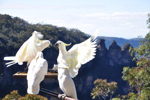 Private Blue Mountains Tour - Find Attractions 1
