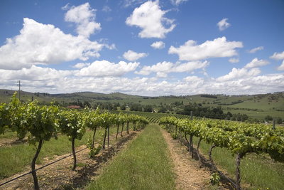 Hunter Valley Wine Tour from Sydney incl Lunch Cheese Chocolate and Distillery