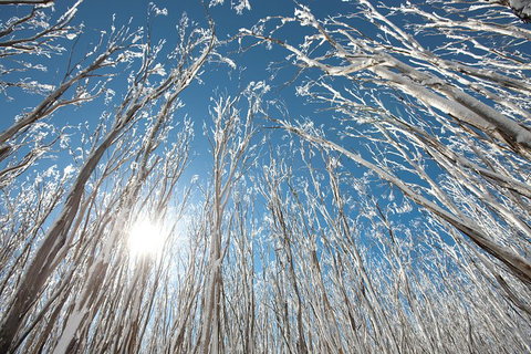 Lake Mountain Snow Trip Including Yarra Valley Chocolaterie From Melbourne - Find Attractions 1