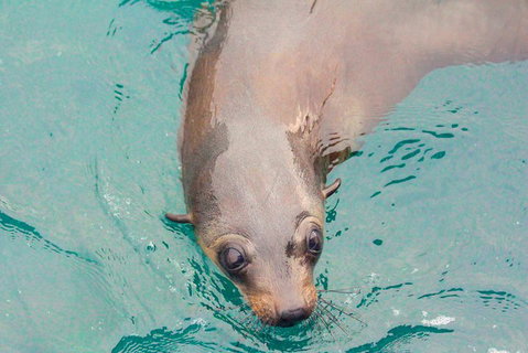 Wilsons Promontory Full Day Cruise - Find Attractions 0